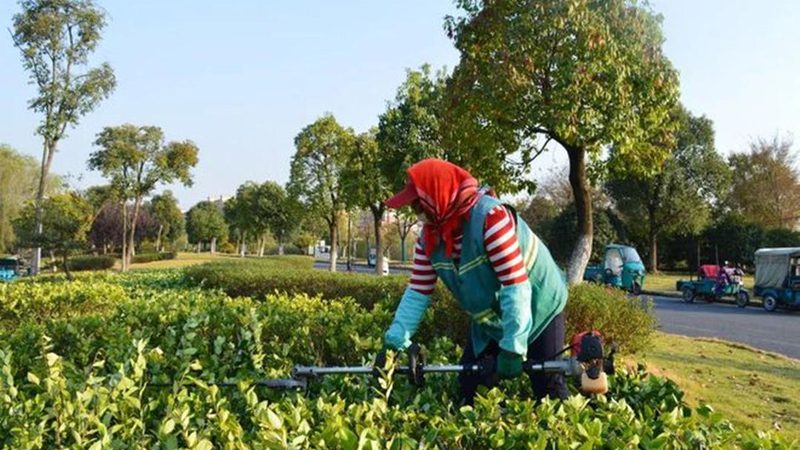 北京垂直绿化标准：打造城市绿墙的规范指南